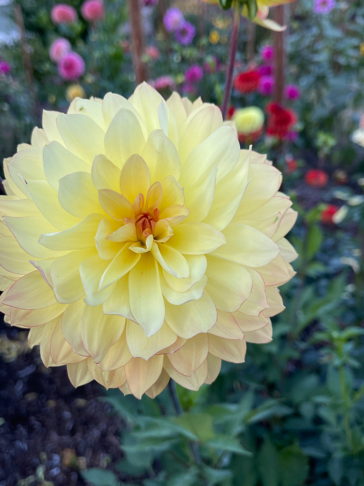 Dahlia Tuber:‎ Keith H