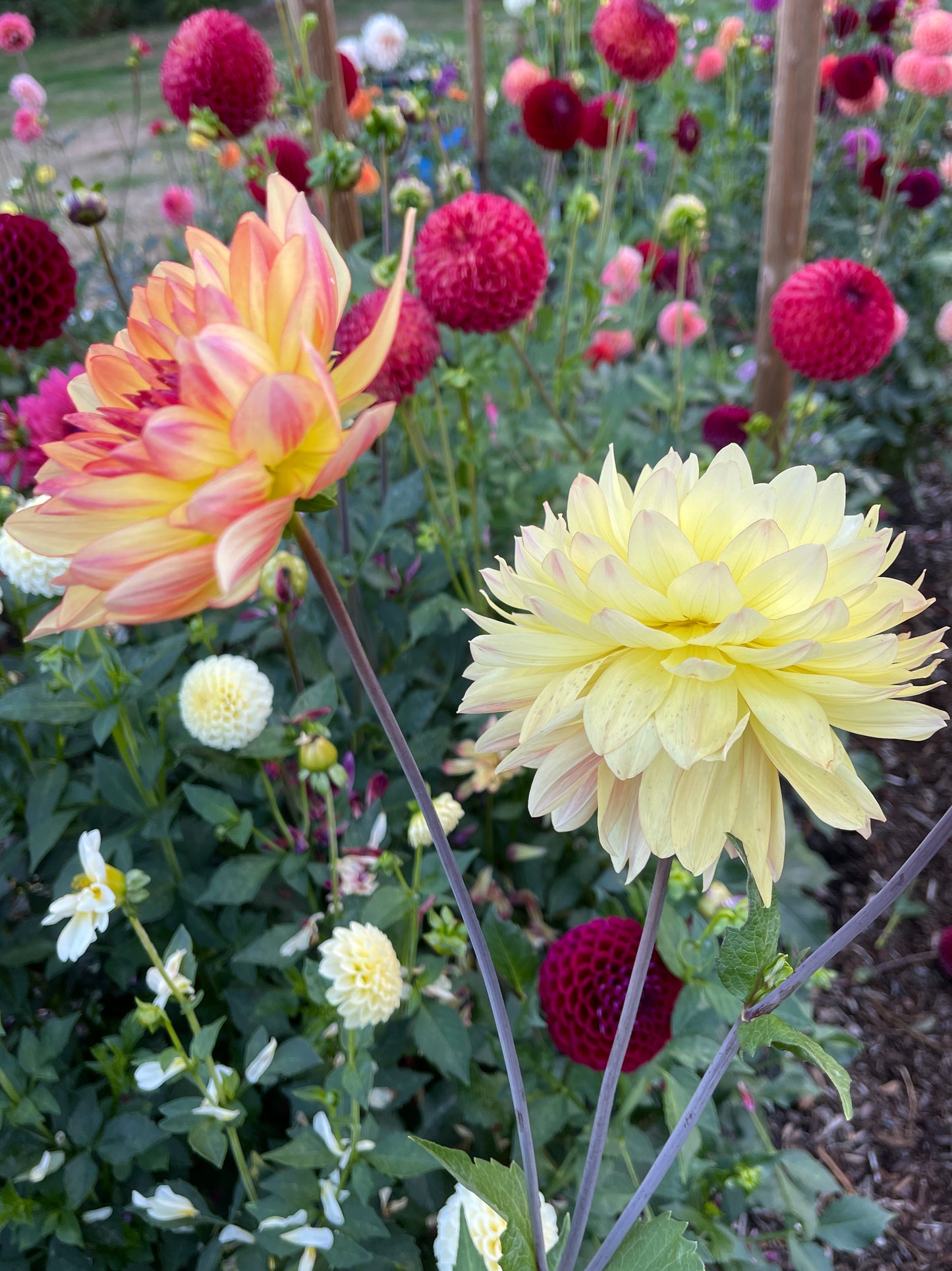 Dahlia Tuber:‎ Keith H