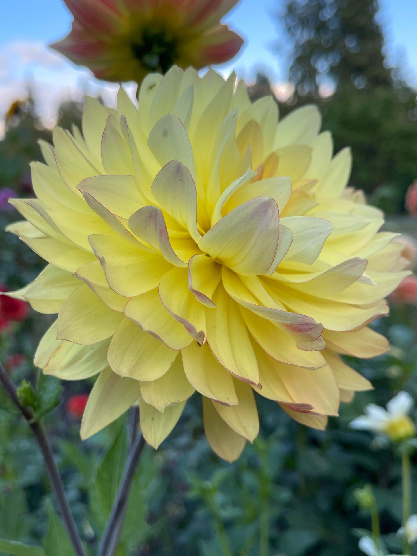 Dahlia Tuber:‎ Keith H