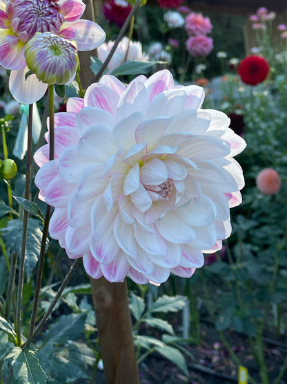 Dahlia Tuber:‎ Kelgai Ann