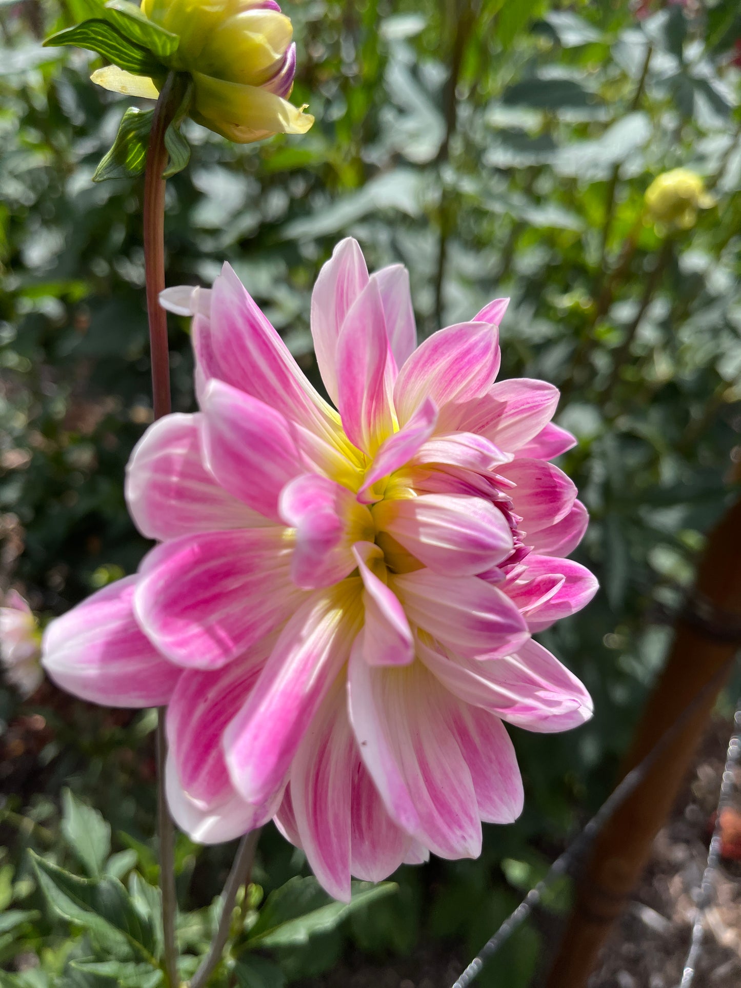 Dahlia Tuber:‎ Kelgai Ann