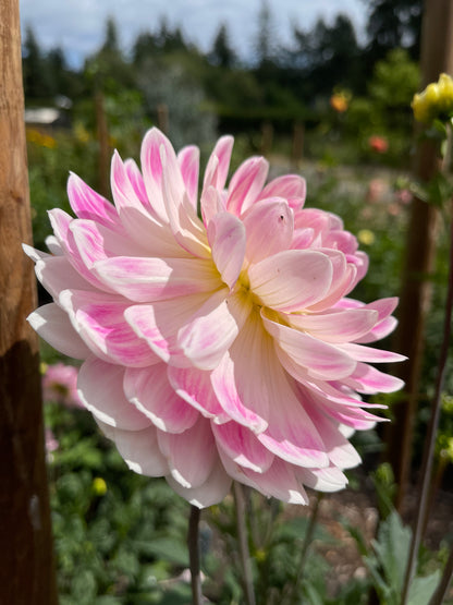 Dahlia Tuber:‎ Kelgai Ann