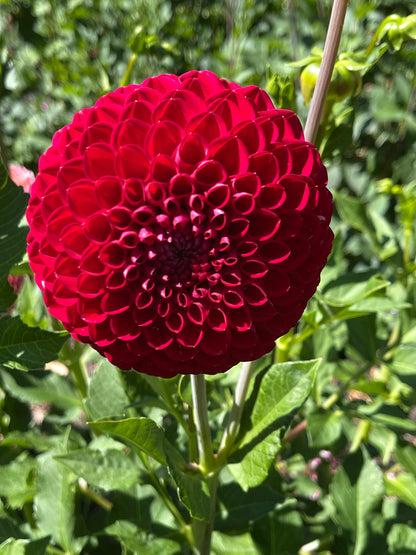 Dahlia Tuber:‎ Ken's Choice