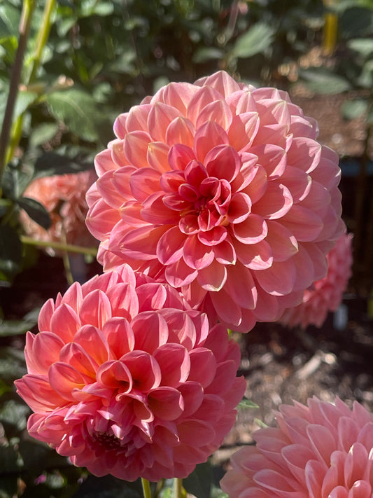 Dahlia Tuber:‎ L.A.T.E.