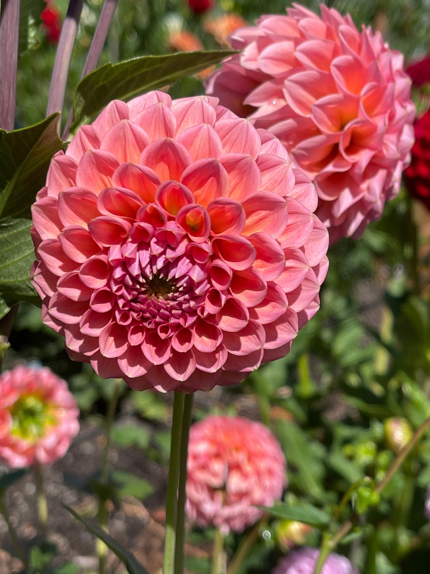 Dahlia Tuber:‎ L.A.T.E.