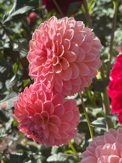 Dahlia Tuber:‎ L.A.T.E.