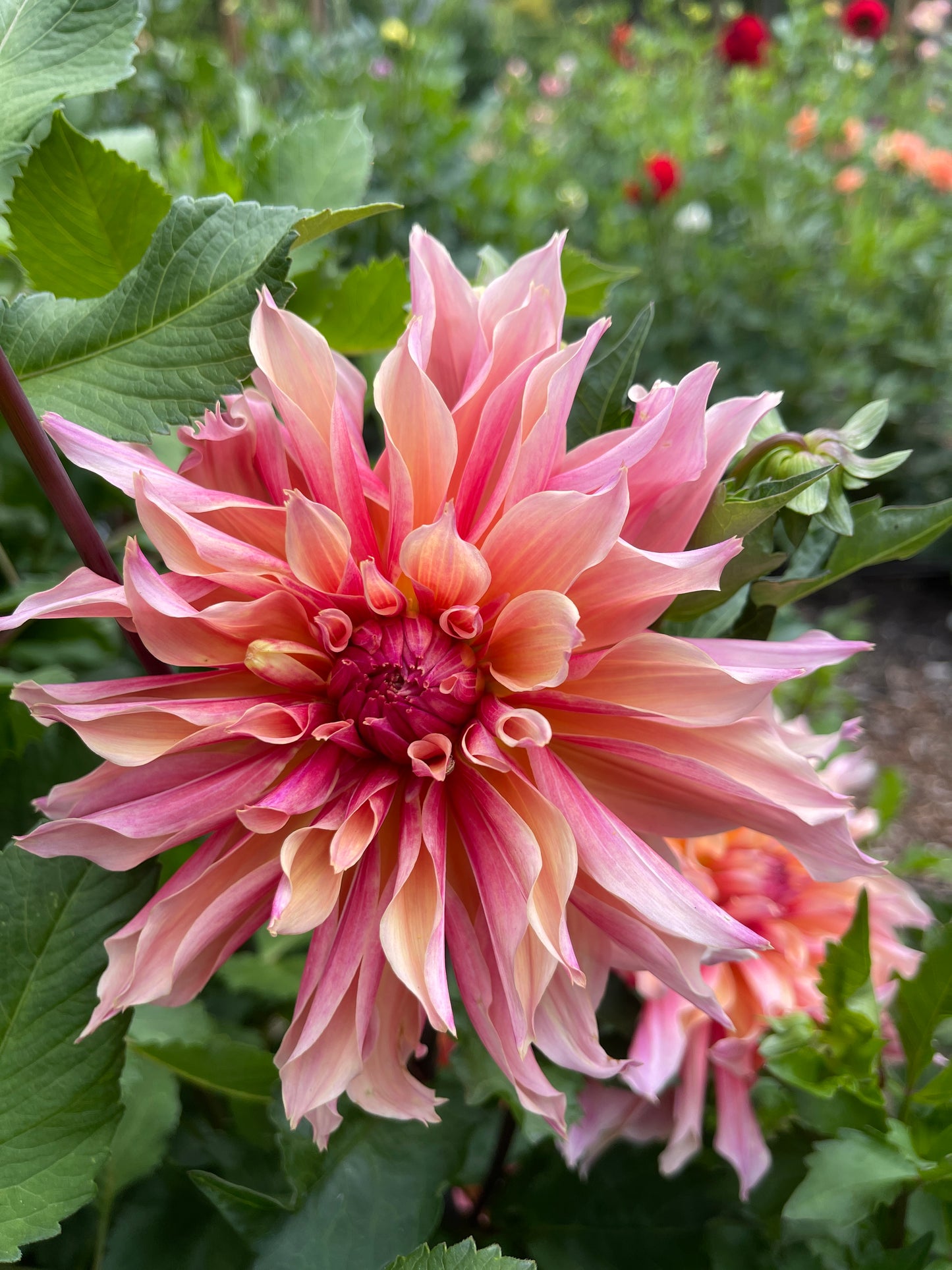 Dahlia Tuber:‎ Labyrinth