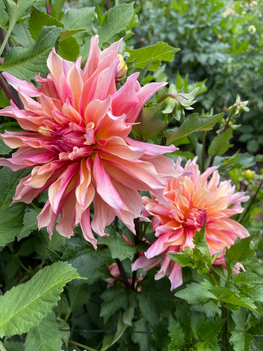 Dahlia Tuber:‎ Labyrinth