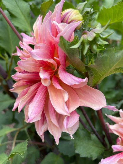 Dahlia Tuber:‎ Labyrinth