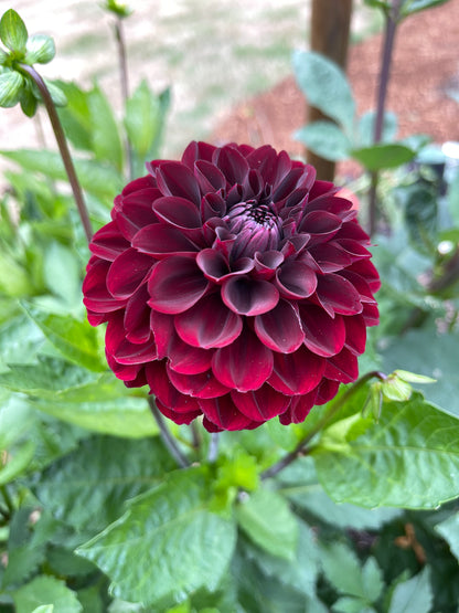 Dahlia Tuber:‎ Black Satin