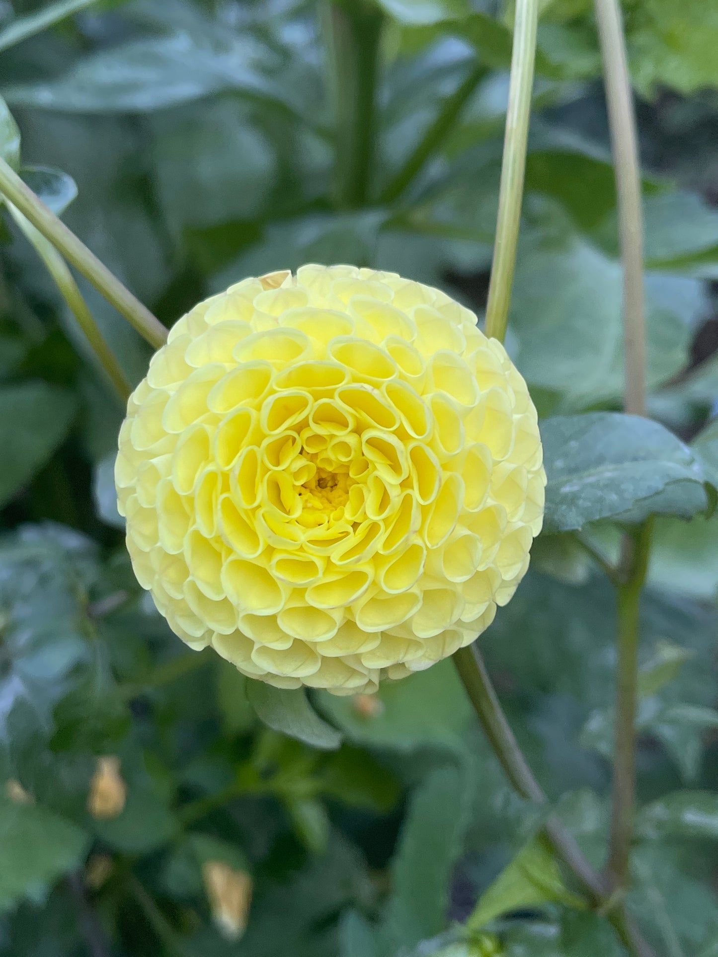 Dahlia Tuber:‎ Little Scottie