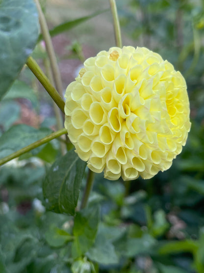 Dahlia Tuber:‎ Little Scottie