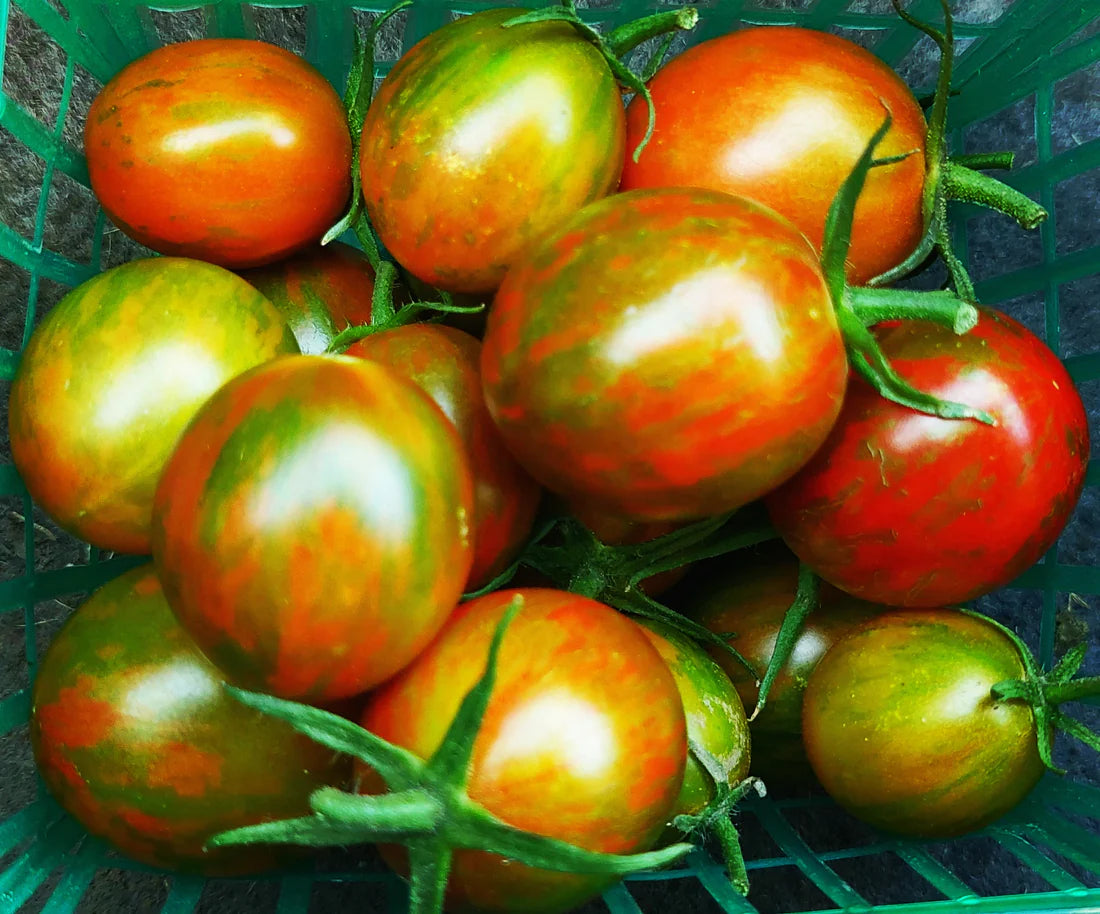 PREORDER:‎‎‎ Veg Plant:‎‎‎ Tomato - Cherry collection