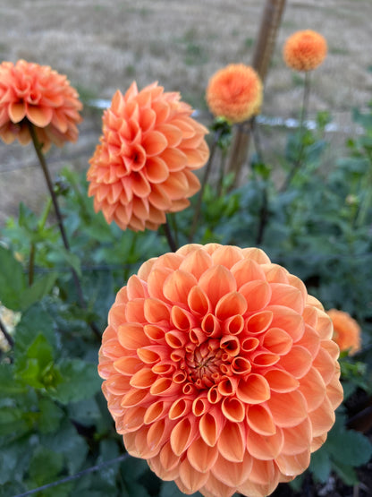 Dahlia Tuber:‎ Maarn