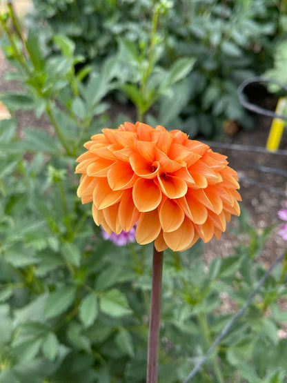 Dahlia Tuber:‎ Maarn