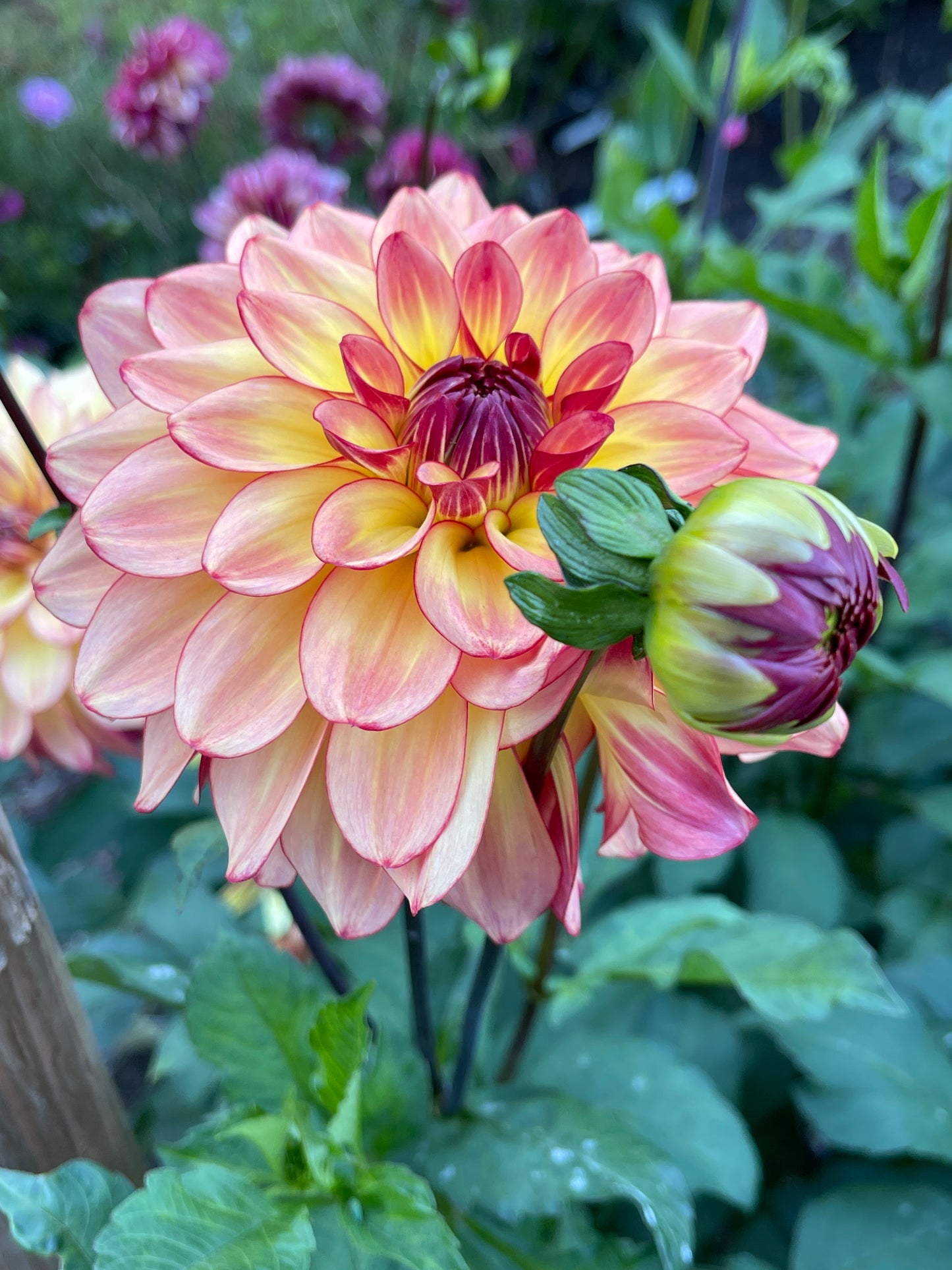 Dahlia Tuber:‎ Mai Tai