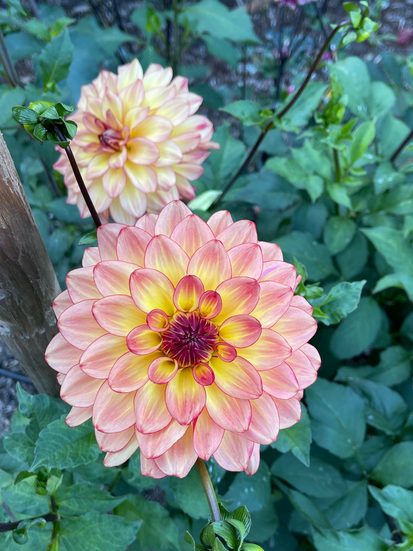 Dahlia Tuber:‎ Mai Tai