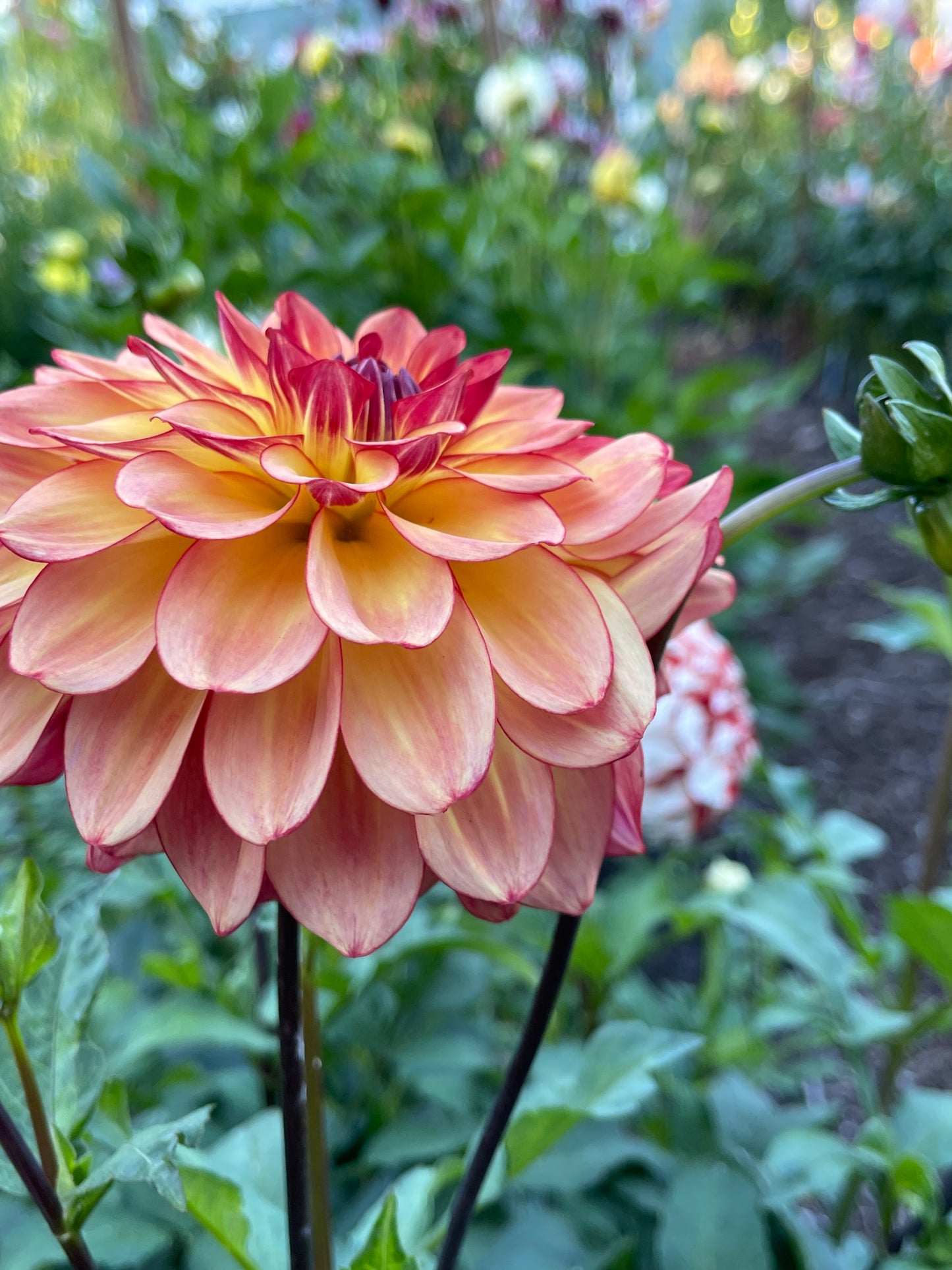 Dahlia Tuber:‎ Mai Tai