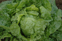 PREORDER:‎‎ Veg Plant:‎‎ Lettuce seedlings