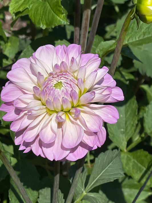 Dahlia Tuber:‎ Marionberry Milkshake