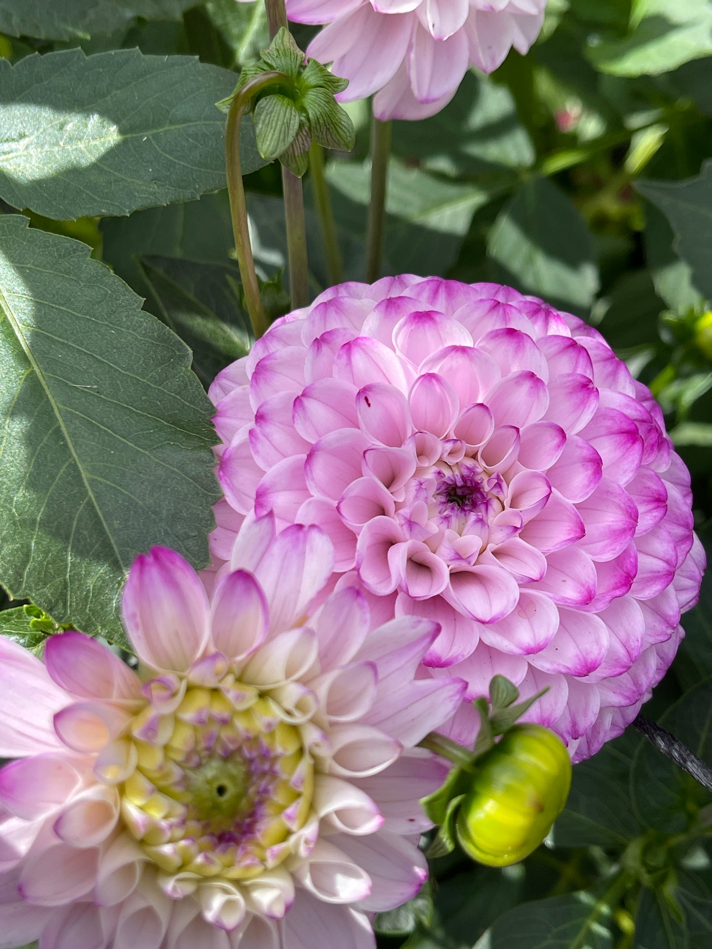 Dahlia Tuber:‎ Megan Dean