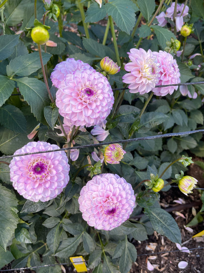 Dahlia Tuber:‎ Megan Dean