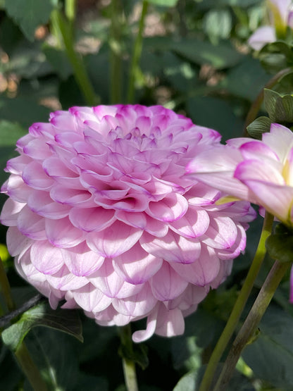 Dahlia Tuber:‎ Megan Dean