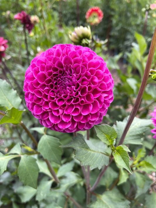 Dahlia Tuber:‎ Nijisky