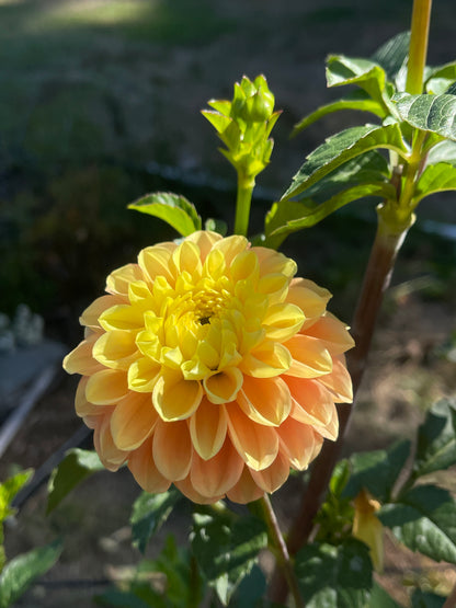 Dahlia Tuber:‎ Oh Honey