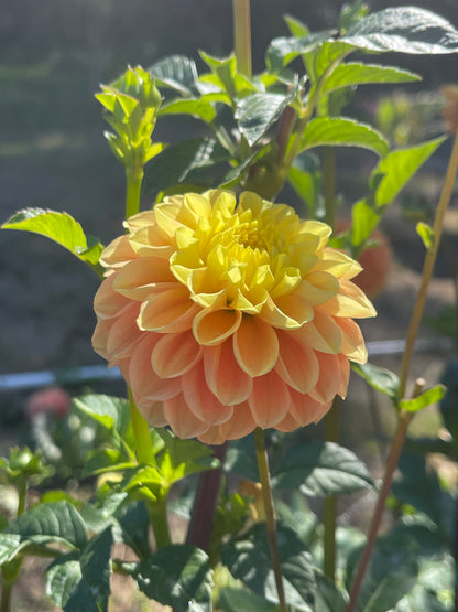 Dahlia Tuber:‎ Oh Honey