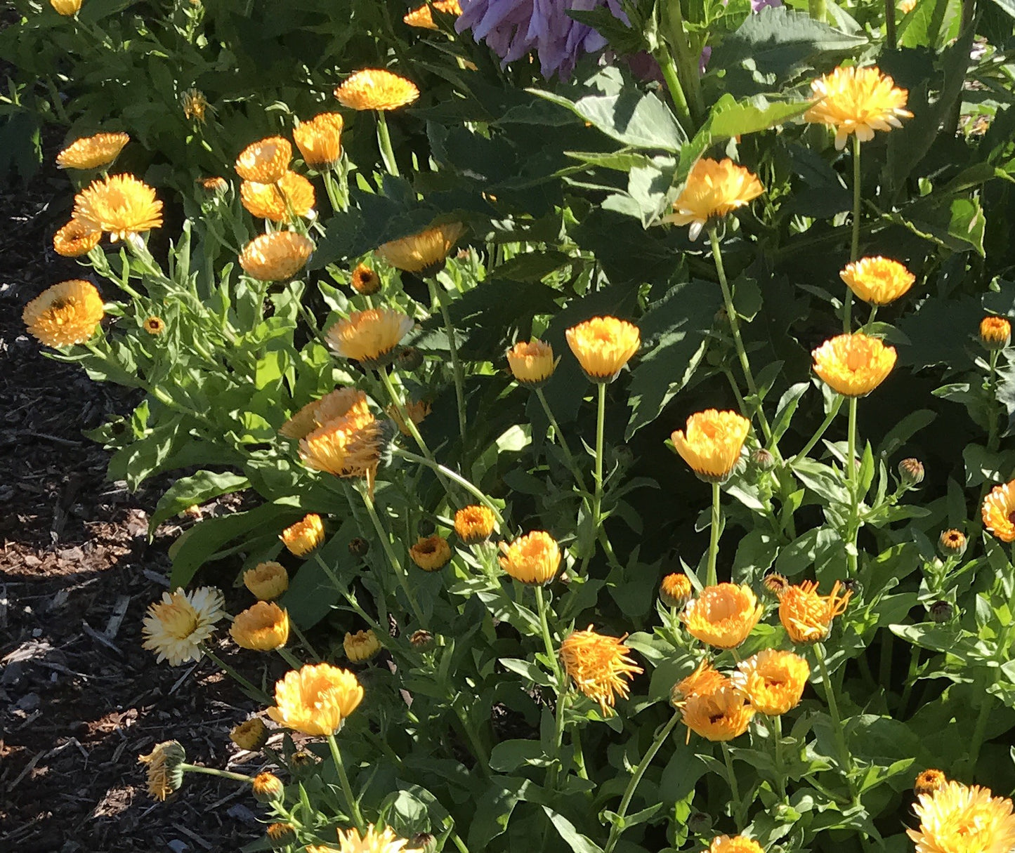 Seeds:‎ Calendula - Orange