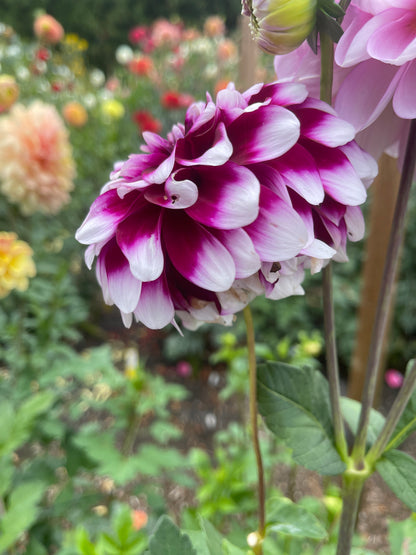 Dahlia Tuber:‎ Patches