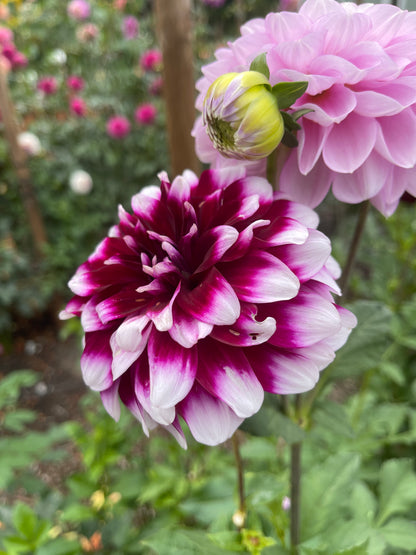 Dahlia Tuber:‎ Patches