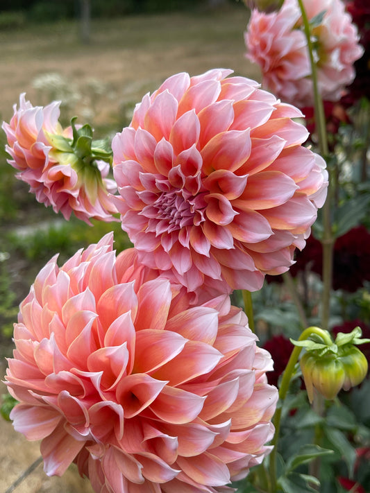 Dahlia Tuber:‎ Peaches N Cream