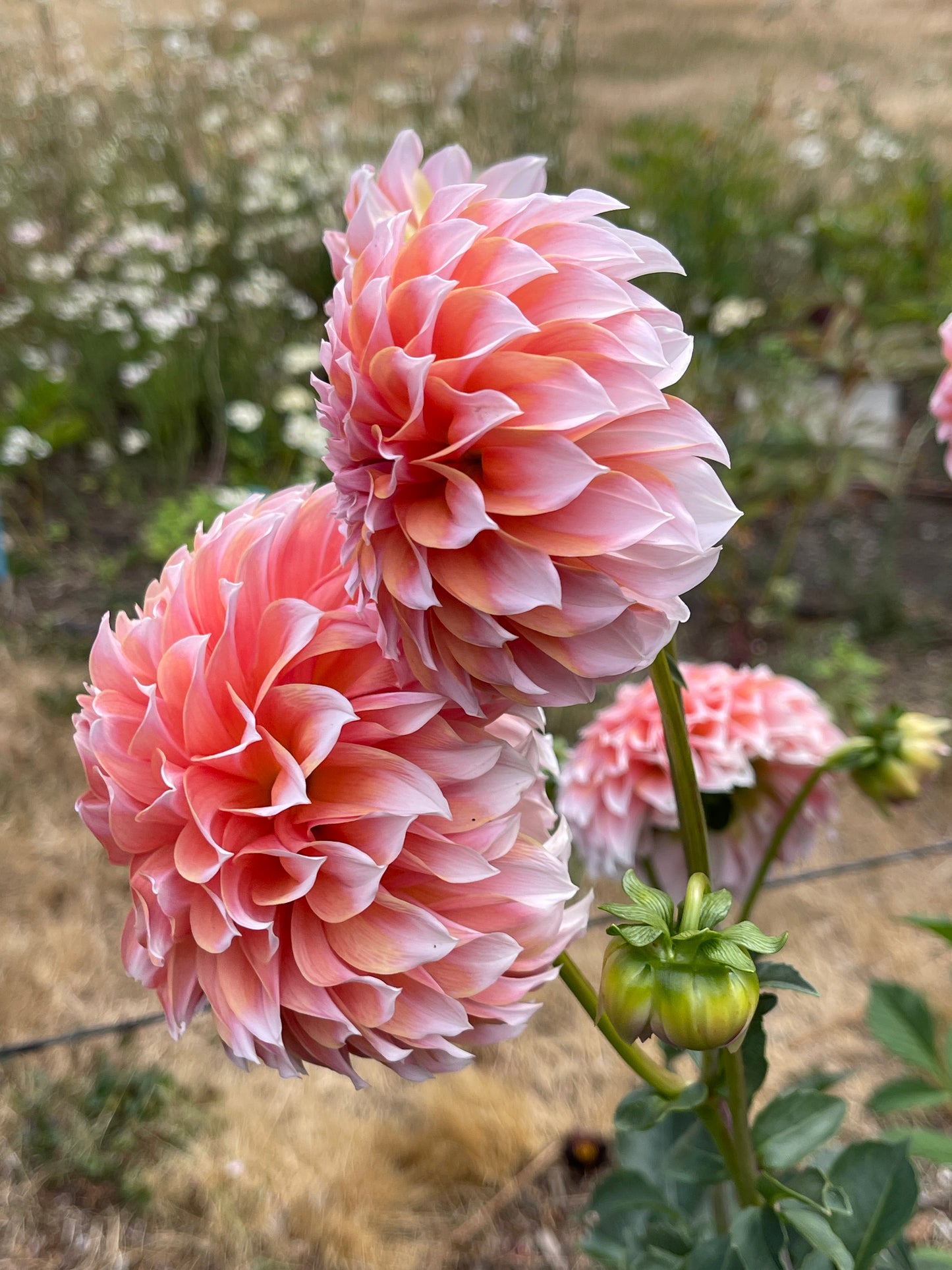 Dahlia Tuber:‎ Peaches N Cream