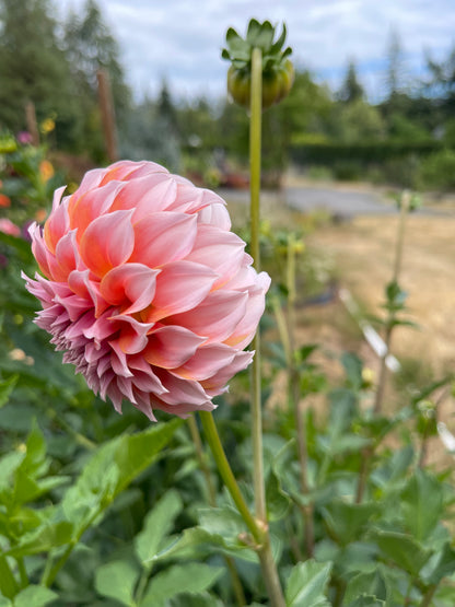 Dahlia Tuber:‎ Peaches N Cream