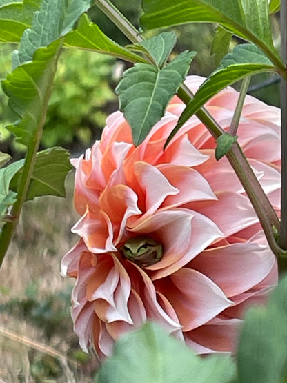 Dahlia Tuber:‎ Peaches N Cream