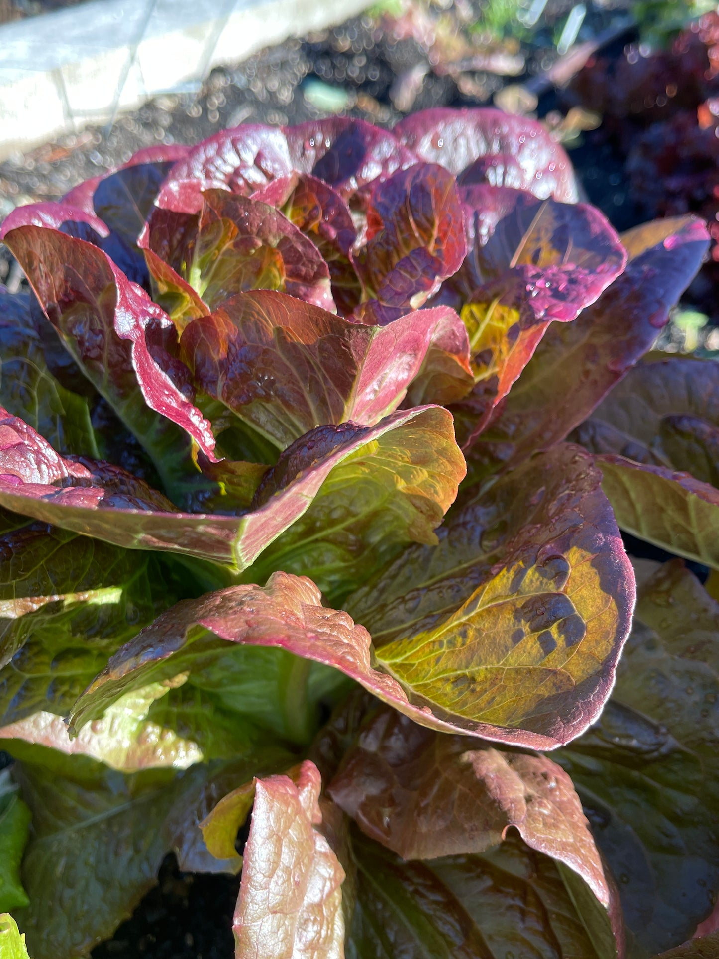 PREORDER:‎‎ Veg Plant:‎‎ Lettuce seedlings