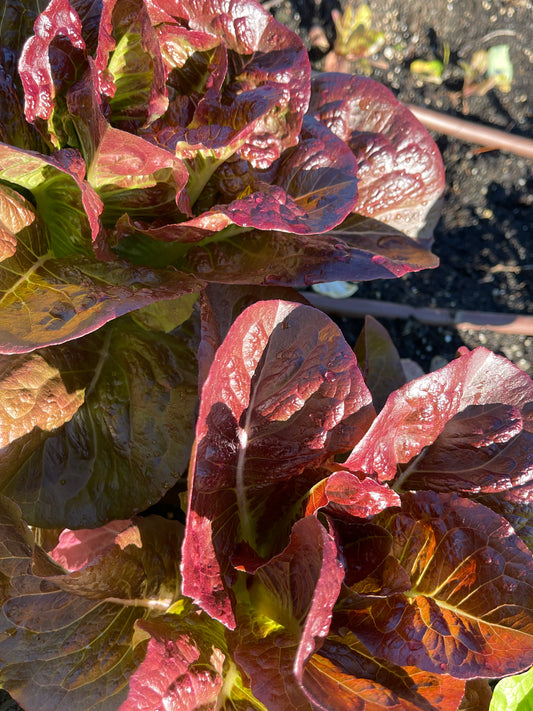 Seeds:‎ Lettuce - Pomegranate Crunch