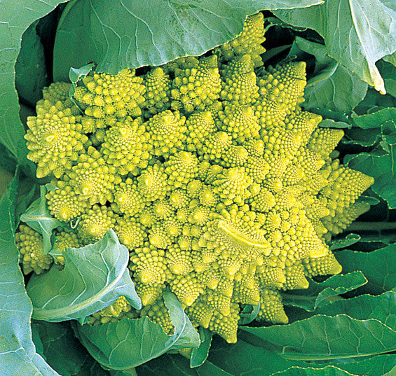 PREORDER:‎‎ Veg Plant:‎‎ Cauliflower & Romanesco Seedlings