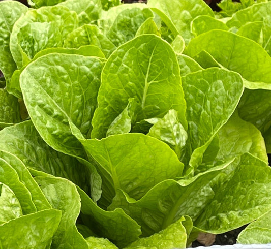 Seeds:‎ Lettuce - Rainier