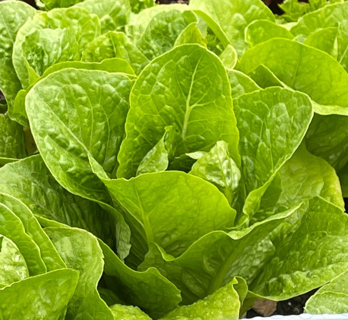 PREORDER:‎‎ Veg Plant:‎‎ Lettuce seedlings