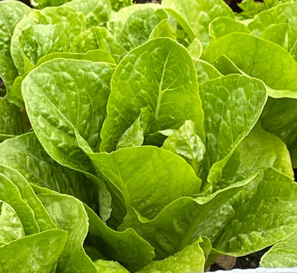 PREORDER:‎‎ Veg Plant:‎‎ Lettuce seedlings