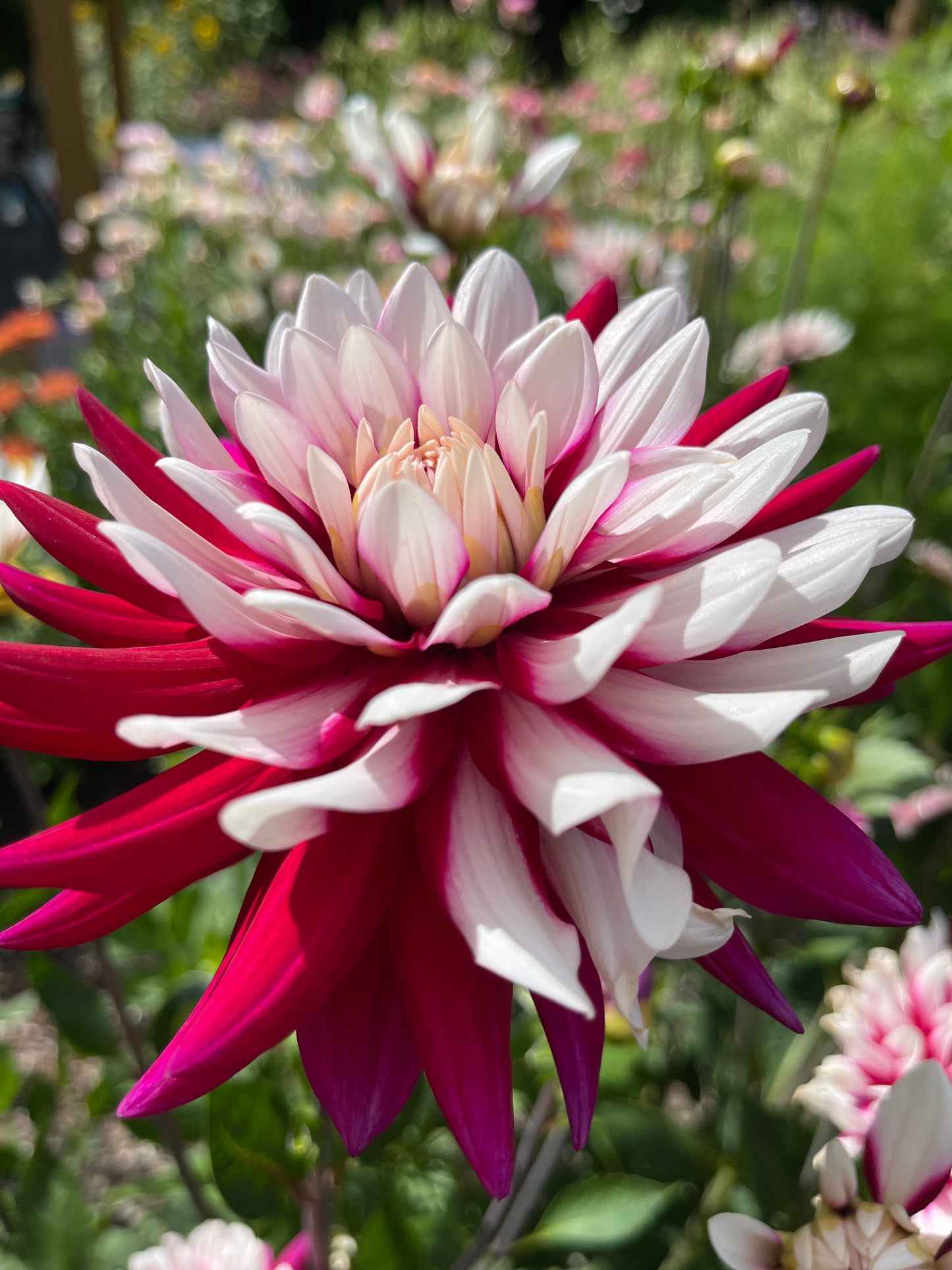 Dahlia Tuber:‎ Rebecca's World