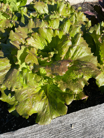 Seeds:‎ Lettuce - Red Romaine