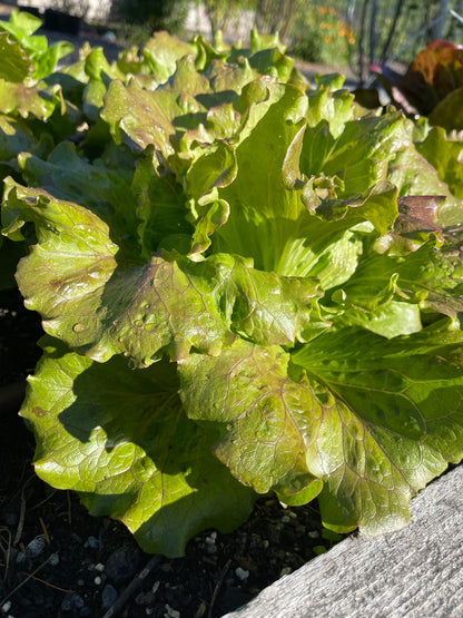 Seeds:‎ Lettuce - Red Romaine