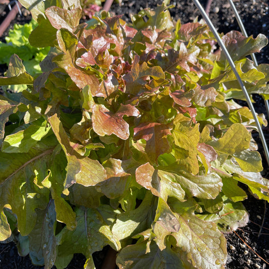 Seeds:‎ Lettuce - Red Salad Bowl