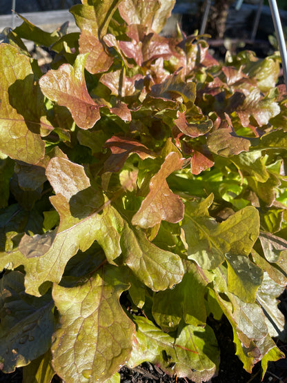 PREORDER:‎‎ Veg Plant:‎‎ Lettuce seedlings