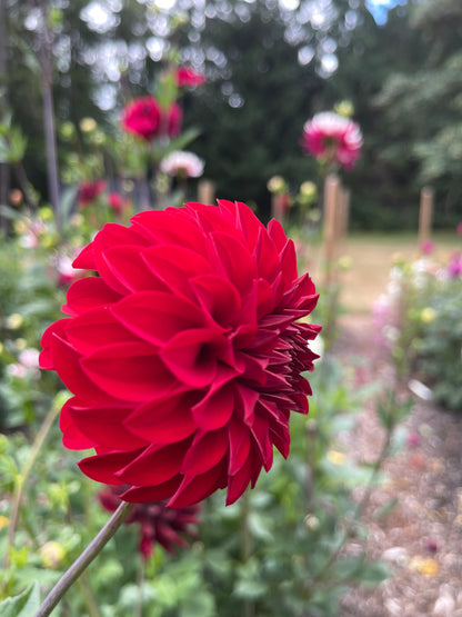 Dahlia Tuber:‎ River's Cherry Bomb