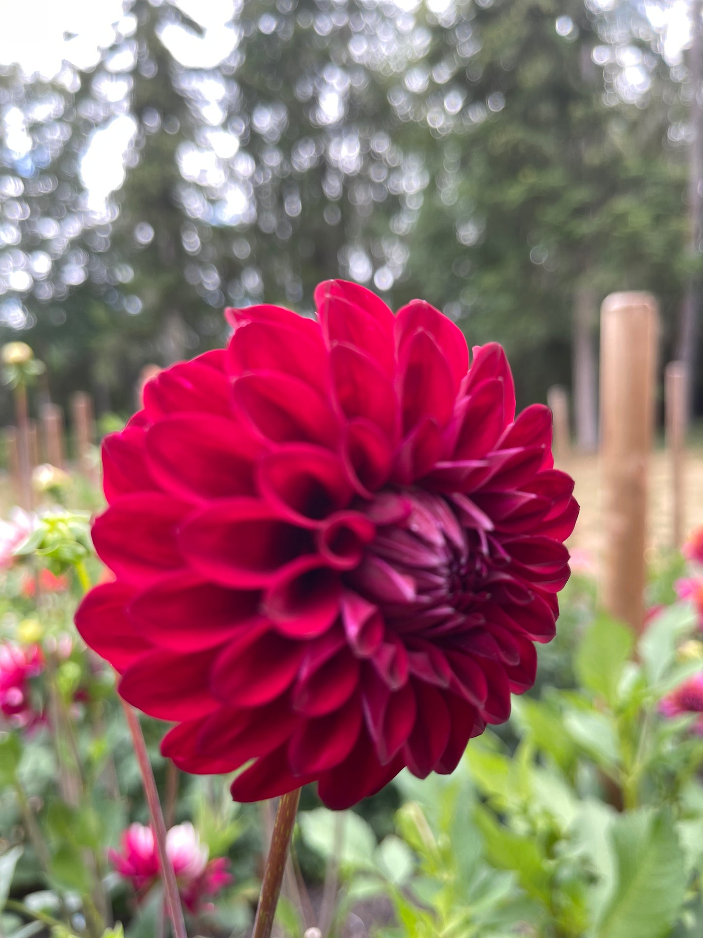 Dahlia Tuber:‎ River's Cherry Bomb